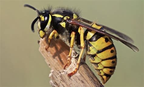 wasps meaning in telugu